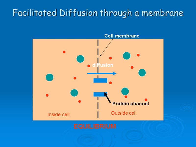 Facilitated Diffusion through a membrane Cell membrane Inside cell Outside cell Protein channel diffusion